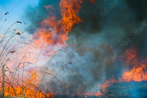 Fire  strong smoke. Burning reed in the swamp. Natural disaster