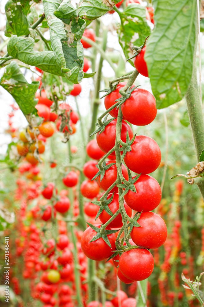 Obraz premium Ripe organic tomatoes in garden ready to harvest