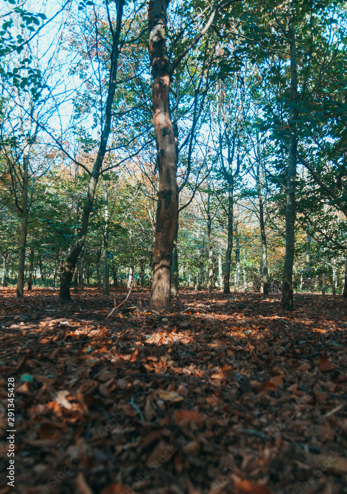 blue sky wood view blue sky wood view