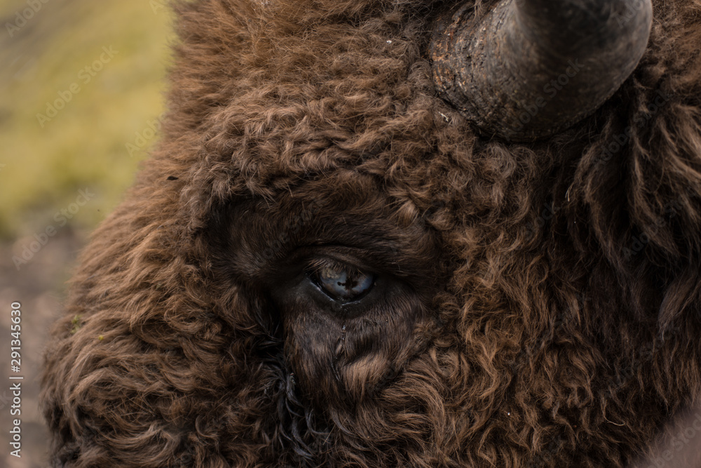 Buffalo Buffalo