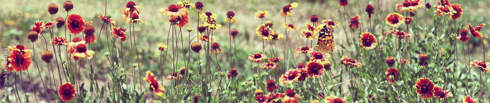 flowers and butterfly in the garden closeup. Toned image flowers and butterfly in the garden closeup. Toned image
