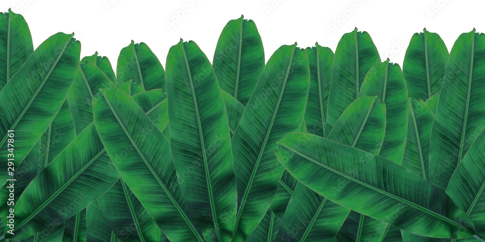 Obraz premium banana leaf on isolate and white background.