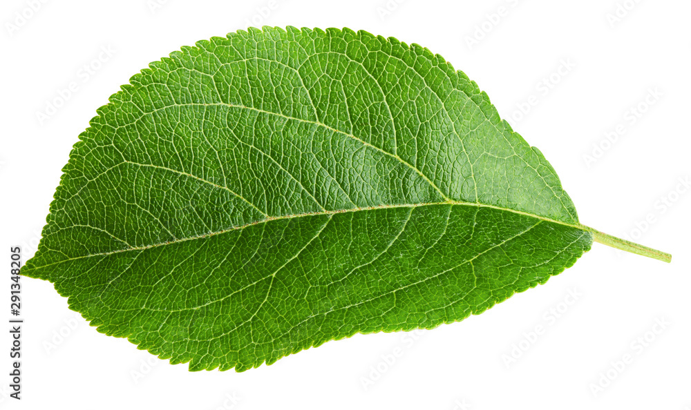apple leaf, isolated on white background, clipping path, full depth of field apple leaf, isolated on white background, clipping path, full depth of field