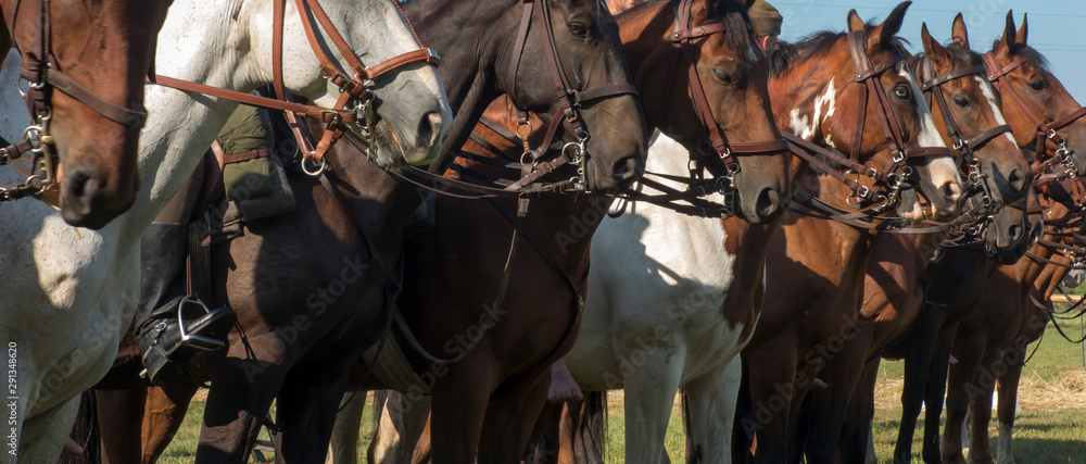 heads of horses in harnesses lined up