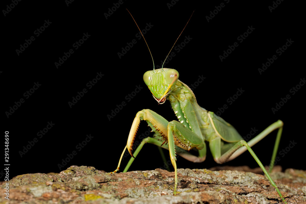 Common green mantis (Sphodromantis gastrica) on a branch, South Africa. Common green mantis (Sphodromantis gastrica) on a branch, South Africa.