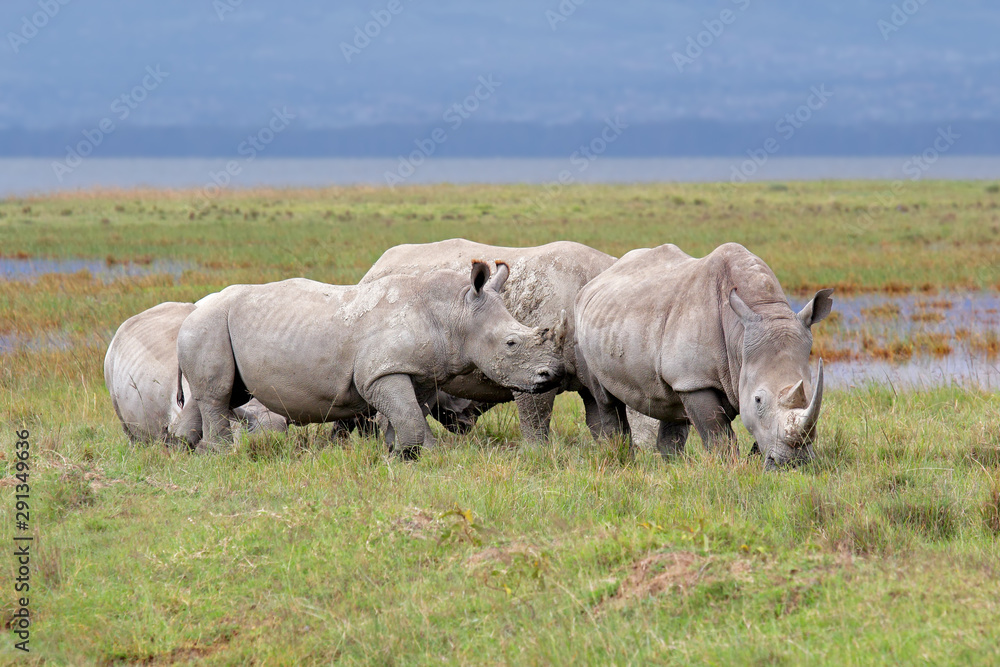 White rhinoceros (Ceratotherium simum) in open grassland, Lake Nakuru National Park, Kenya. White rhinoceros (Ceratotherium simum) in open grassland, Lake Nakuru National Park, Kenya.
