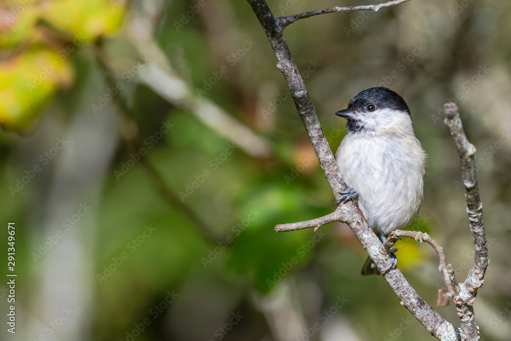 March tit or Poecile palustris sitting on a branch looking for food with an autumn background. March tit or Poecile palustris sitting on a branch looking for food with an autumn background.
