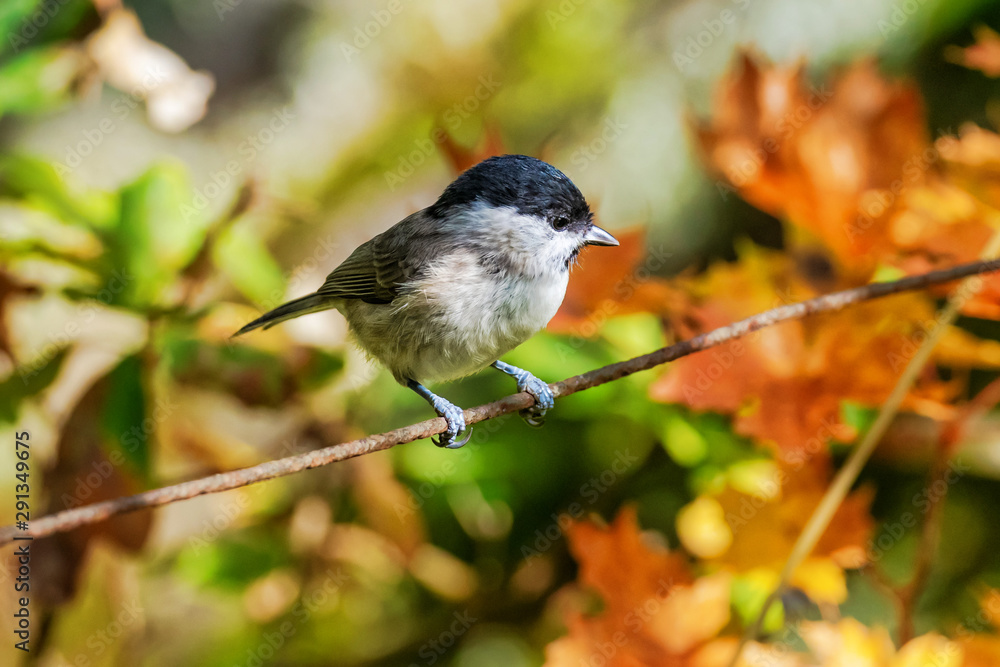 Fototapeta premium March tit or Poecile palustris sitting on rusty wire looking for food with an autumn background