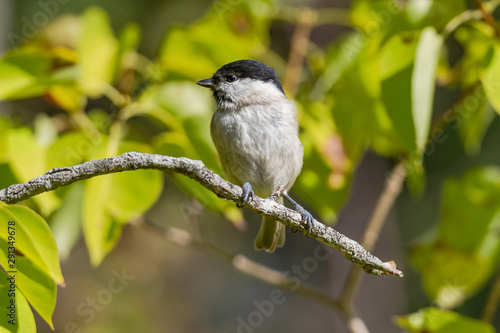 March tit or Poecile palustris sitting on a branch looking for food with an autumn background.