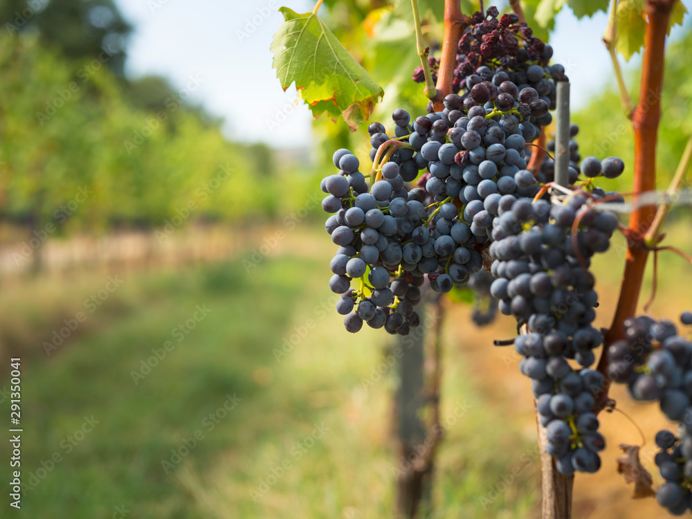 vineyard on farm garden in Italy 