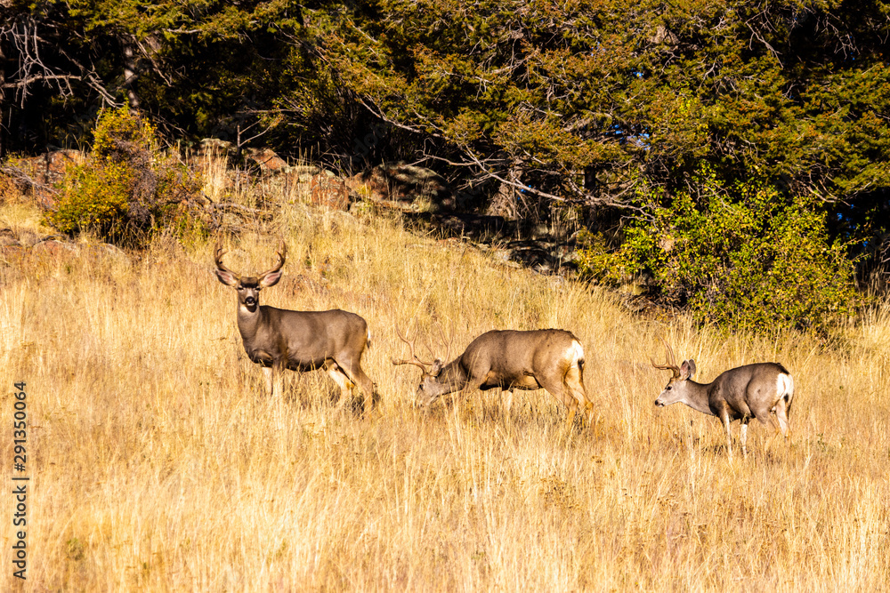 Naklejka premium Buck Mule Deer Autumn