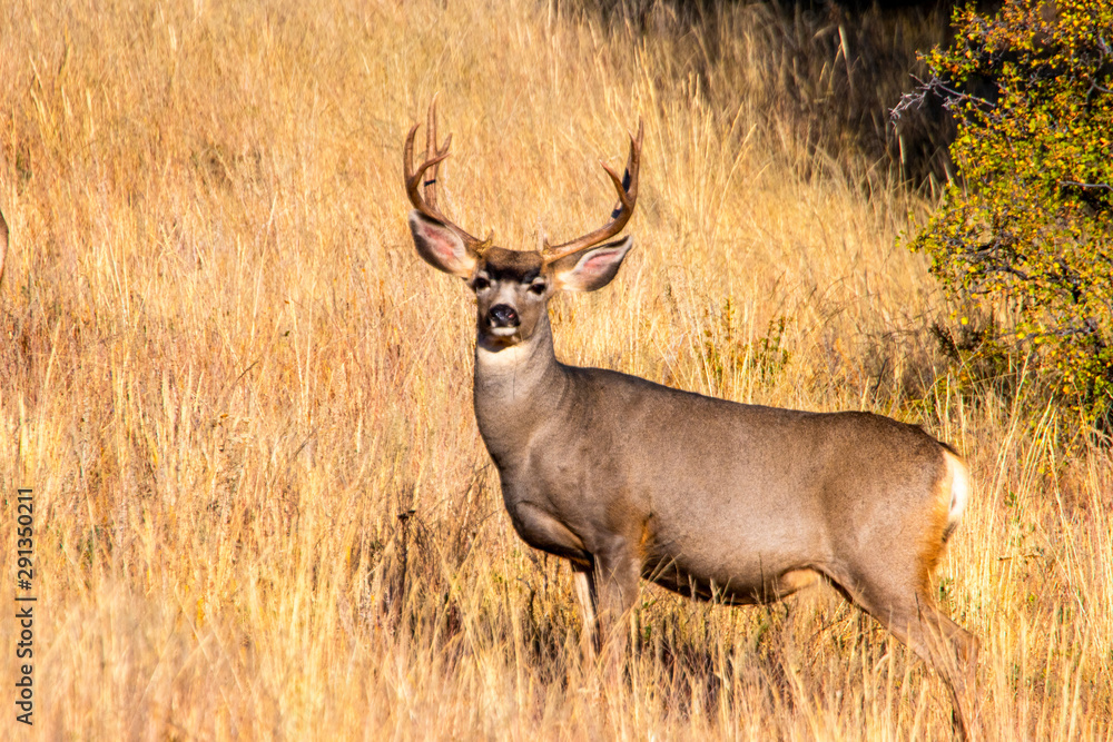 Buck Mule Deer Autumn Buck Mule Deer Autumn