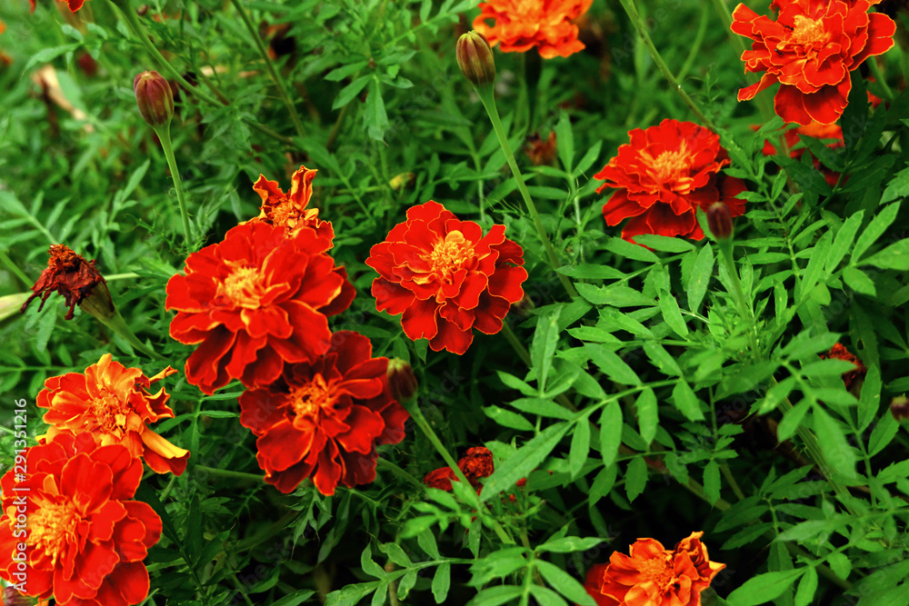 Marigolds red