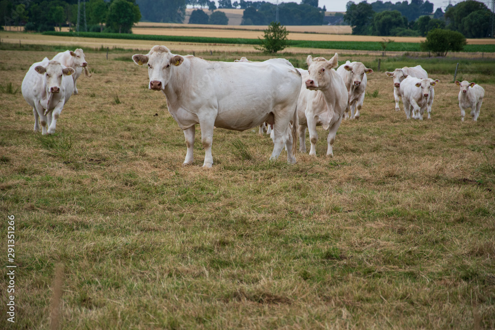 Eine Herde Kühe mit Kälber fressen auf einer Weide. Das Gras ist schon sehr trocken. Es hat lange nicht mehr geregnet. Eine Herde Kühe mit Kälber fressen auf einer Weide. Das Gras ist schon sehr trocken. Es hat lange nicht mehr geregnet.