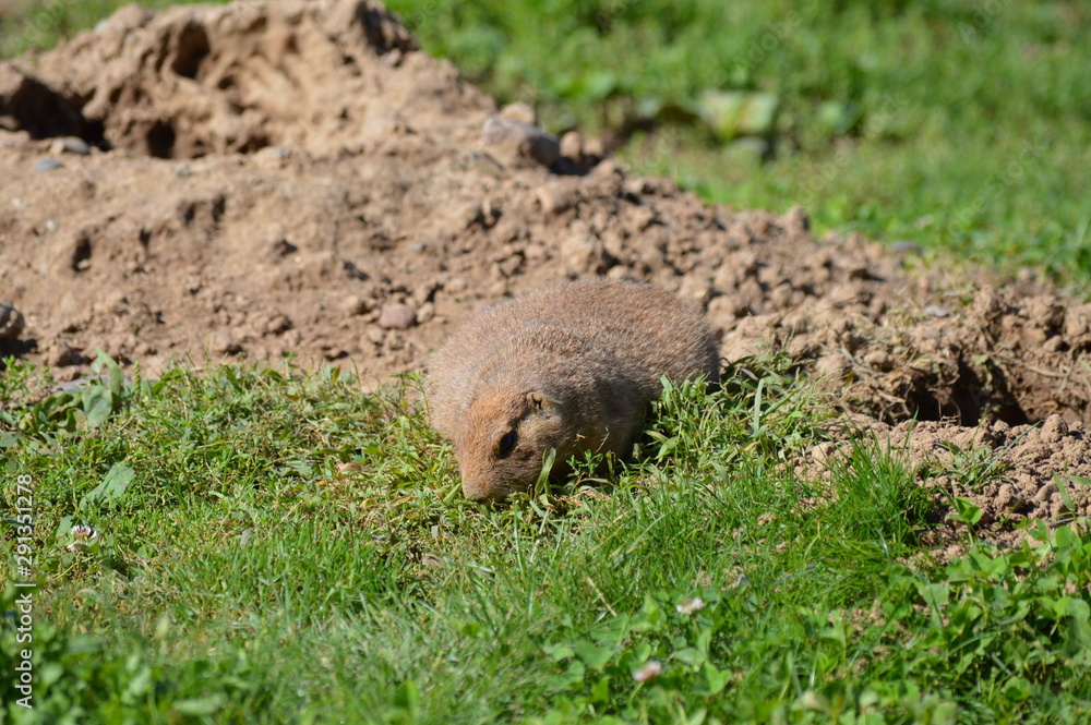 Obraz premium A prairie dog in the outdoors