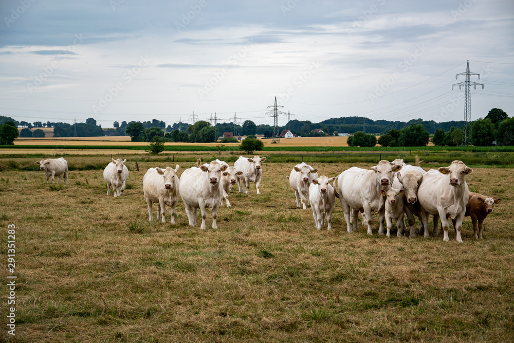 Eine Herde Kühe mit Kälber fressen auf einer Weide. Das Gras ist schon sehr trocken. Es hat lange nicht mehr geregnet. Eine Herde Kühe mit Kälber fressen auf einer Weide. Das Gras ist schon sehr trocken. Es hat lange nicht mehr geregnet.