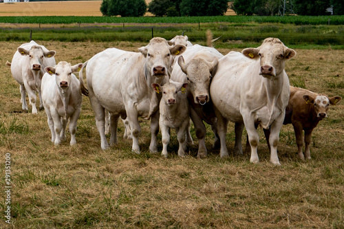 Eine Herde Kühe mit Kälber fressen auf einer Weide. Das Gras ist schon sehr trocken. Es hat lange nicht mehr geregnet.