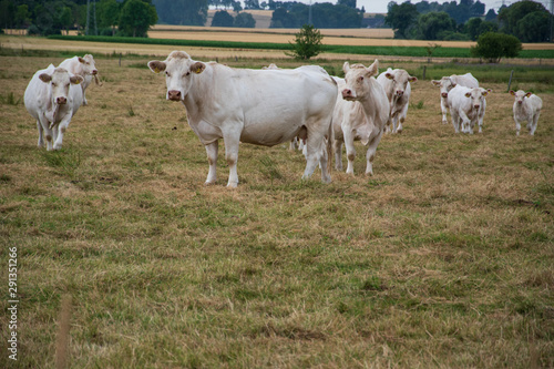 Eine Herde Kühe mit Kälber fressen auf einer Weide. Das Gras ist schon sehr trocken. Es hat lange nicht mehr geregnet.