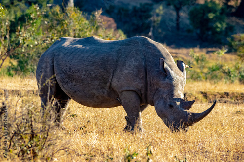 Rhino s on the savannah 