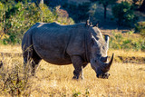 Rhino's on the savannah 