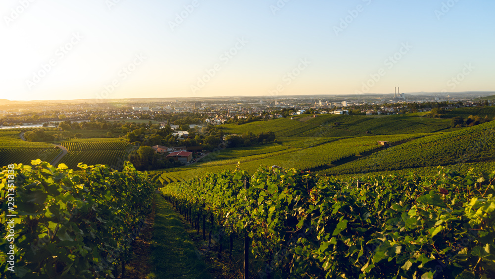 Panorama Ausblick über Weinberg mit Weinreben vor der Traubenblese