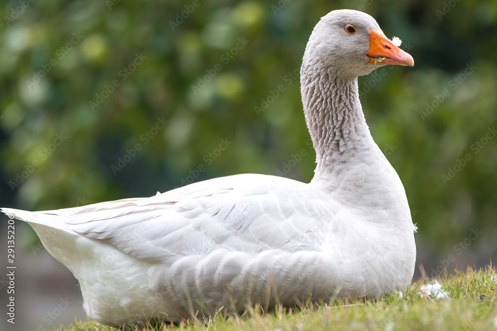 White Goose (in german Hausgans)