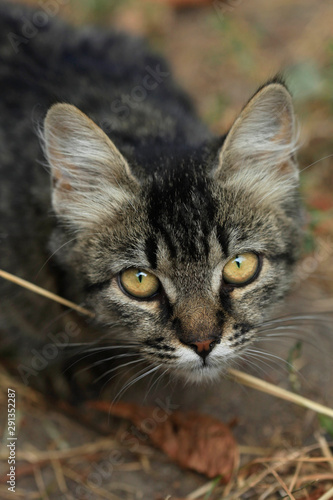 portrait of fluffy street cat