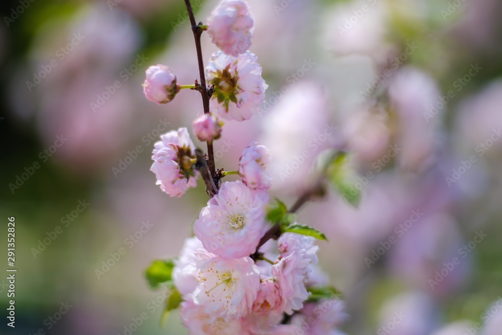 Fototapeta premium Blossom spring tree nature season, april bud.