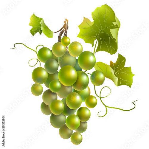 Green grape branch. Vector illustration.