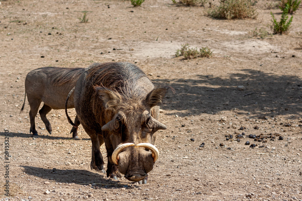 Warthogs in a safari park in France Warthogs in a safari park in France