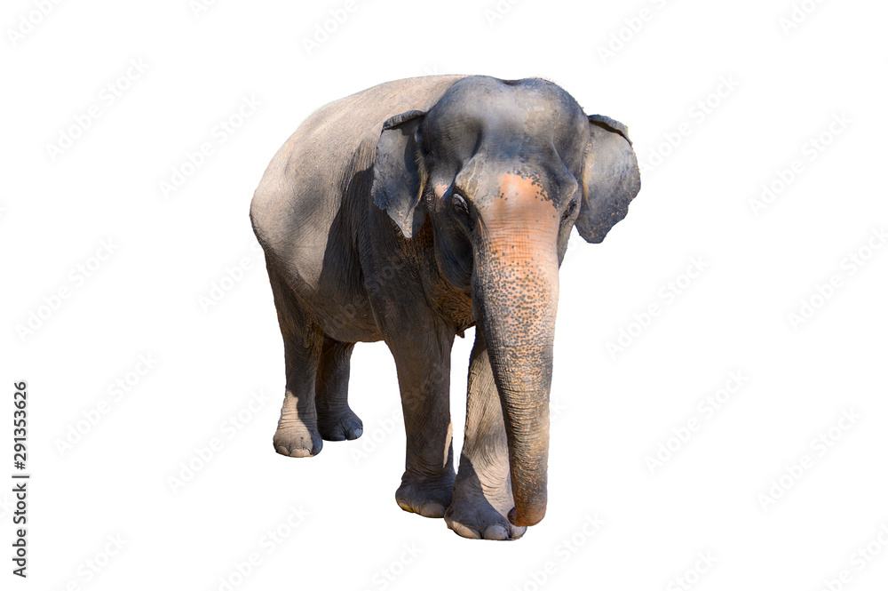 Large brown elephant White background Isolate Large brown elephant White background Isolate