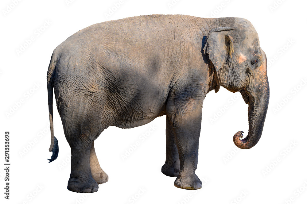 Large brown elephant White background Isolate