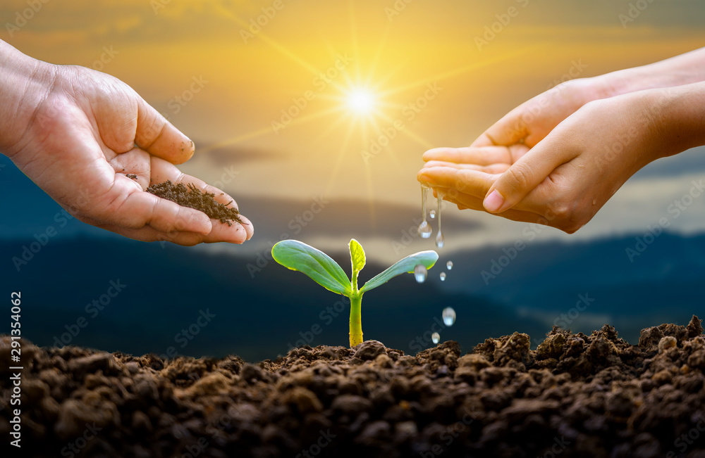 Fototapeta premium hand Watering plants tree mountain green Background Female hand holding tree on nature field grass Forest conservation concept
