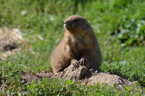 A prairie dog in the outdoors