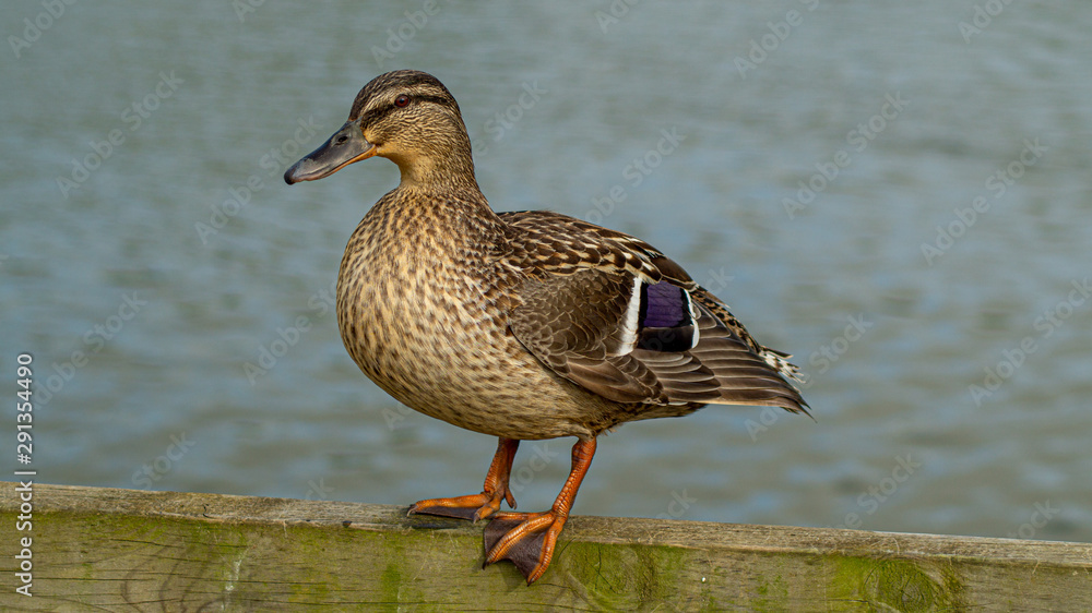Close Up of Single Female Mallard Duck on Wooden Perch Close Up of Single Female Mallard Duck on Wooden Perch