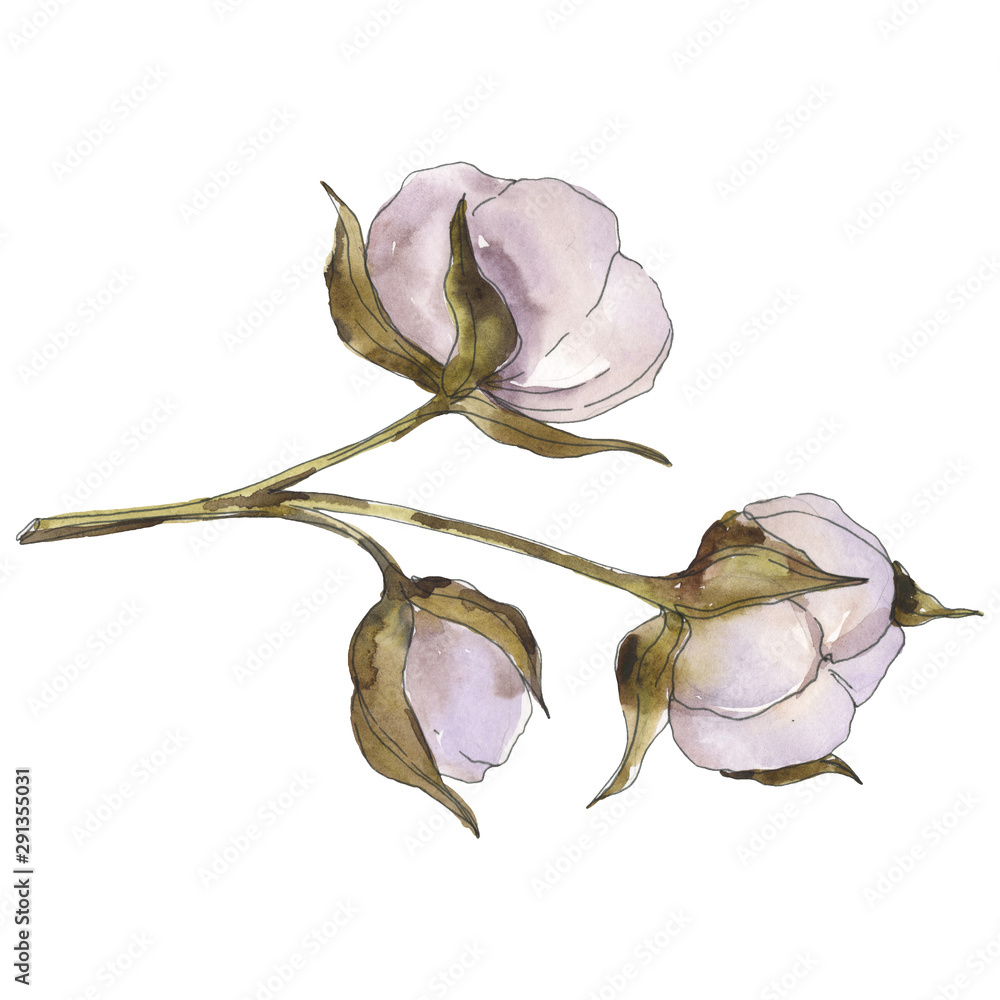 Fototapeta premium White cotton floral botanical flowers. Watercolor background set. Isolated cotton illustration element.