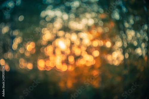 Fall Color Forest Bokeh