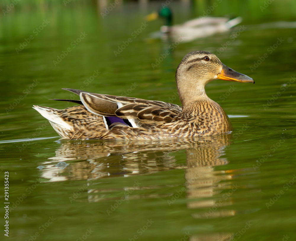 Close Up Water Level View of Male and Female Mallard Ducks on water Close Up Water Level View of Male and Female Mallard Ducks on water