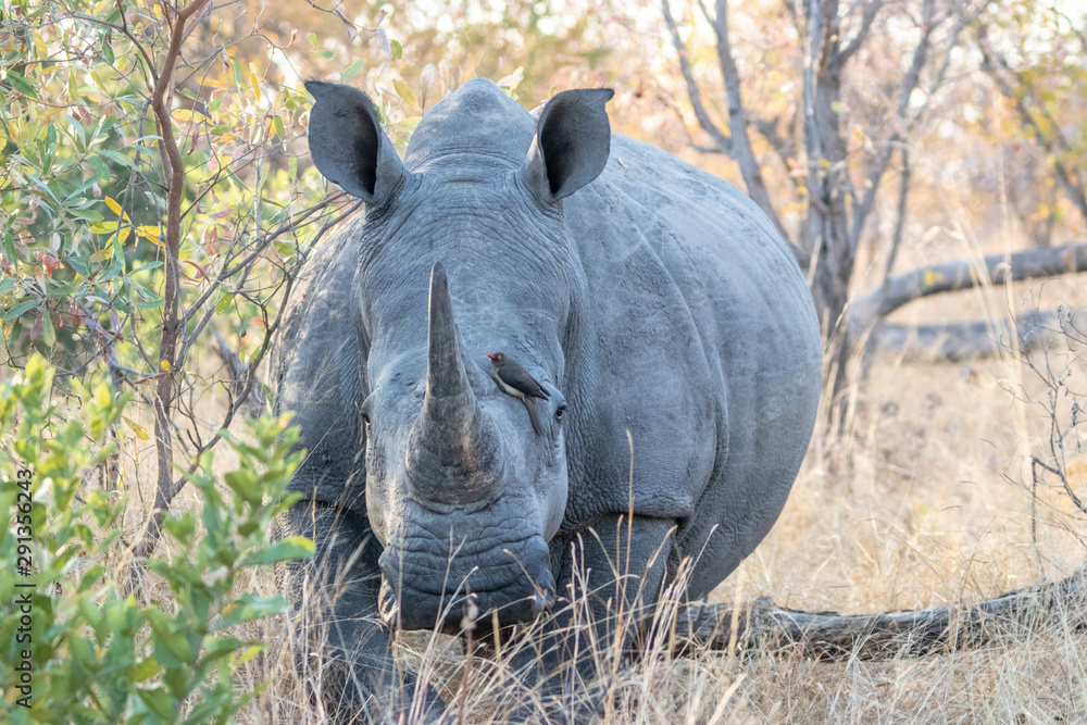 Obraz premium Rhinos in the Savanna 