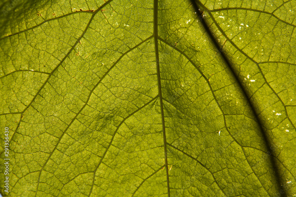 Obraz premium leaf against the light in a close-up