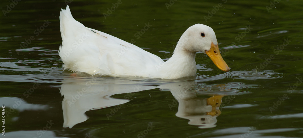 Closed Up water level view of single large white heavy aylesbury pekin peking duck