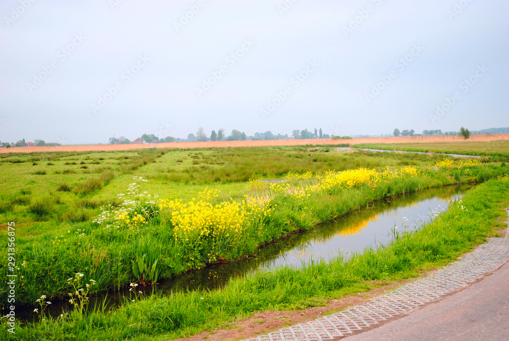 View of a field with yellow flowers and a lake (Holland)