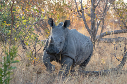 Rhinos in the Savanna 