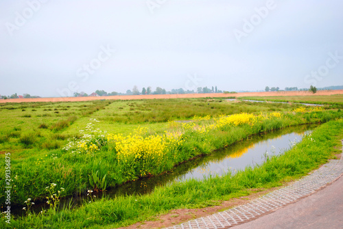 View of a field with yellow flowers and a lake (Holland)