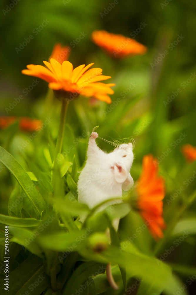 White mouse sitting on a orange flower