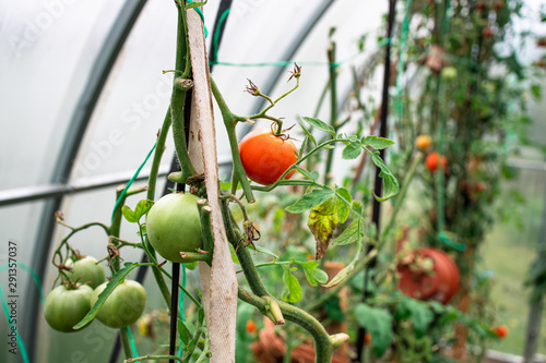 Red ripe tomato on a branch in a greenhouse. Farmer family business. Delivery and sale of fresh vegetables. Seasonal Harvest. Healthy Nutrition for Vegans and Vegetarians. GMO free photo