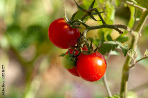 red tomatoes on the vine