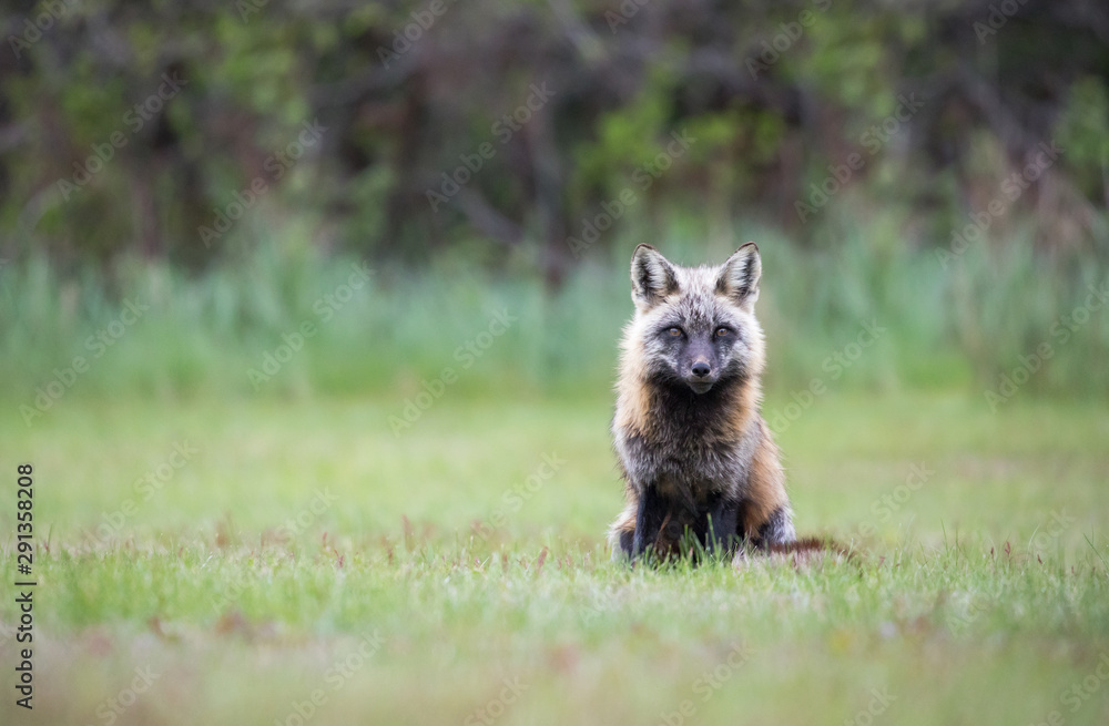Fototapeta premium Cross Fox