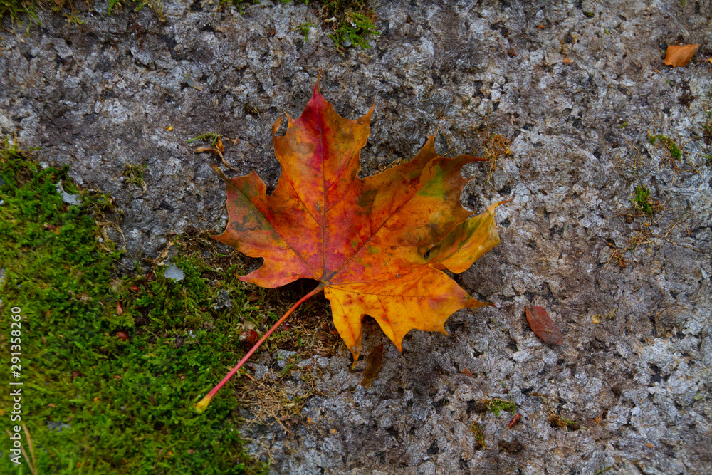 Leaves from maple with beautiful autumn colors Leaves from maple with beautiful autumn colors