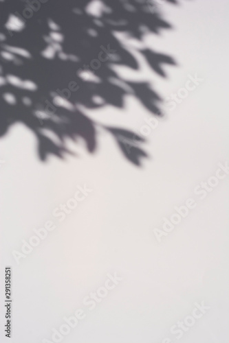 Abstract background shadows botany leaf on a white background. © Inga